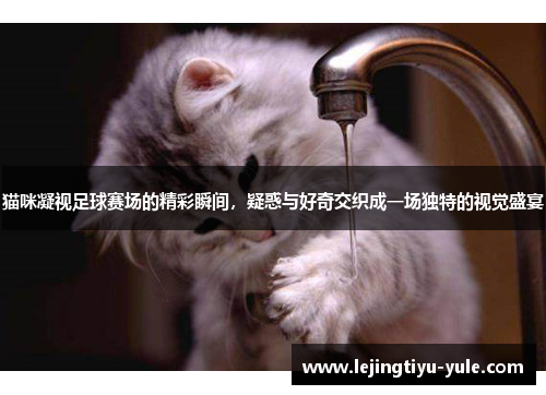 猫咪凝视足球赛场的精彩瞬间，疑惑与好奇交织成一场独特的视觉盛宴